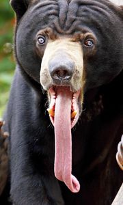 Preview wallpaper bear, tongue, color, surprise, long tongue