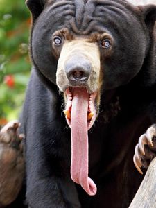 Preview wallpaper bear, tongue, color, surprise, long tongue