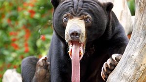 Preview wallpaper bear, tongue, color, surprise, long tongue