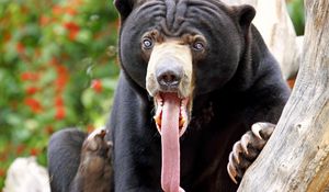 Preview wallpaper bear, tongue, color, surprise, long tongue