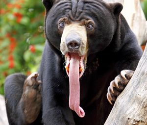 Preview wallpaper bear, tongue, color, surprise, long tongue