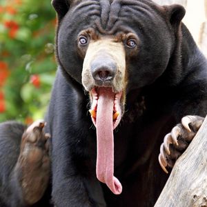 Preview wallpaper bear, tongue, color, surprise, long tongue