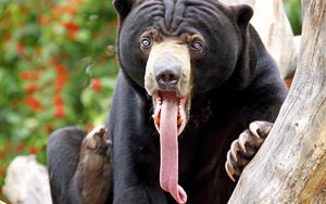 Preview wallpaper bear, tongue, color, surprise, long tongue