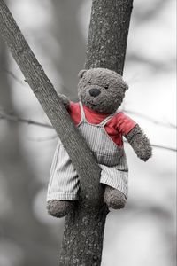 Preview wallpaper bear, toy, tree, branch, black and white