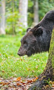 Preview wallpaper bear, tree, animal, forest, wildlife