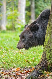 Preview wallpaper bear, tree, animal, forest, wildlife