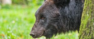 Preview wallpaper bear, tree, animal, forest, wildlife