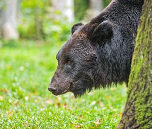 Preview wallpaper bear, tree, animal, forest, wildlife