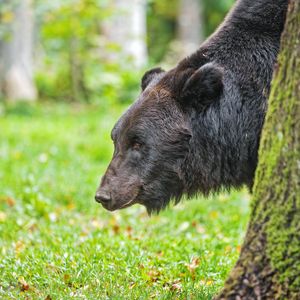Preview wallpaper bear, tree, animal, forest, wildlife