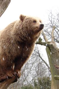 Preview wallpaper bear, tree, forest, rain