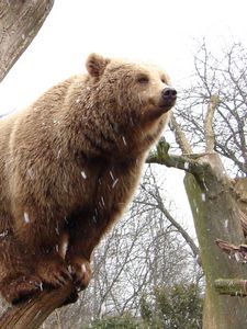 Preview wallpaper bear, tree, forest, rain