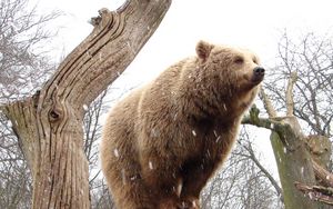 Preview wallpaper bear, tree, forest, rain