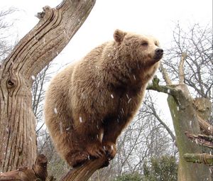 Preview wallpaper bear, tree, forest, rain