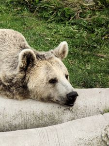 Preview wallpaper bear, tree, lying, lazy