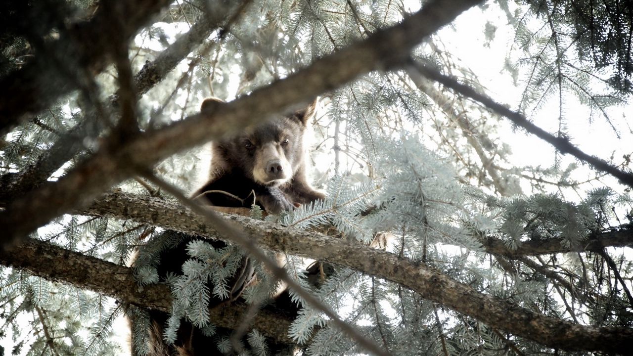 Wallpaper bear, tree, nature