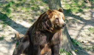 Preview wallpaper bear, tree, sitting, brown