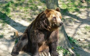 Preview wallpaper bear, tree, sitting, brown