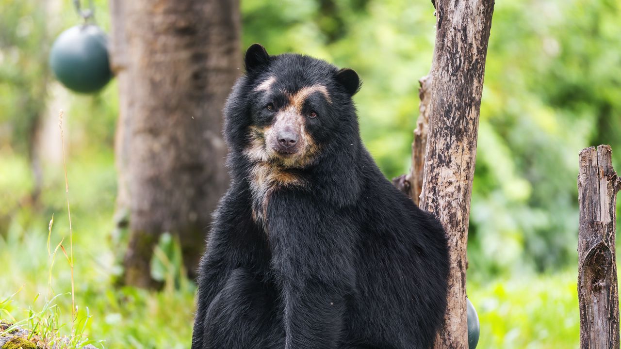 Wallpaper bear, trees, animal, cute, glance