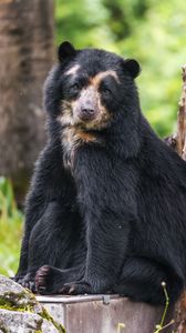 Preview wallpaper bear, trees, animal, cute, glance