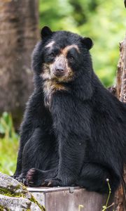 Preview wallpaper bear, trees, animal, cute, glance