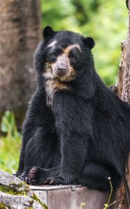 Preview wallpaper bear, trees, animal, cute, glance