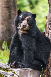 Preview wallpaper bear, trees, animal, cute, glance