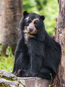 Preview wallpaper bear, trees, animal, cute, glance