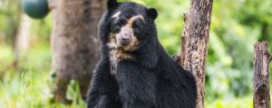 Preview wallpaper bear, trees, animal, cute, glance