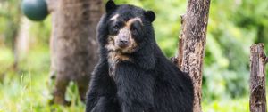Preview wallpaper bear, trees, animal, cute, glance