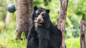 Preview wallpaper bear, trees, animal, cute, glance
