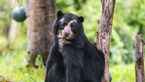 Preview wallpaper bear, trees, animal, cute, glance