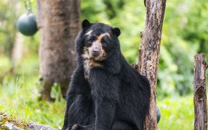 Preview wallpaper bear, trees, animal, cute, glance