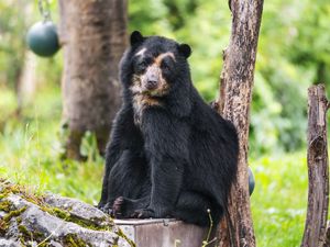 Preview wallpaper bear, trees, animal, cute, glance