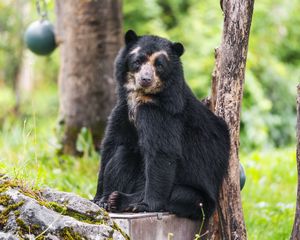 Preview wallpaper bear, trees, animal, cute, glance