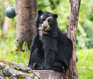 Preview wallpaper bear, trees, animal, cute, glance