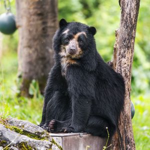 Preview wallpaper bear, trees, animal, cute, glance