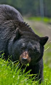 Preview wallpaper bear, walk, brown, grass