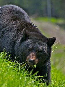 Preview wallpaper bear, walk, brown, grass