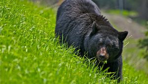 Preview wallpaper bear, walk, brown, grass