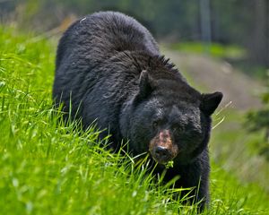 Preview wallpaper bear, walk, brown, grass