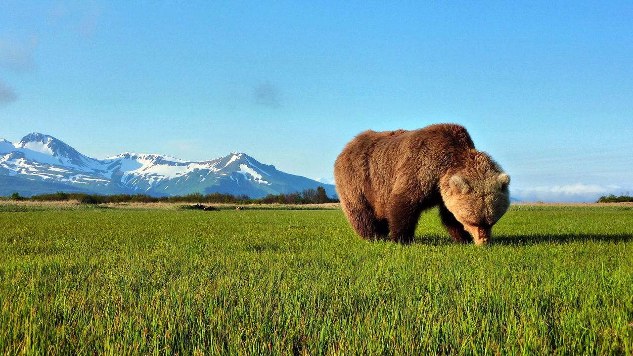 Wallpaper bear, walk, grass, brown