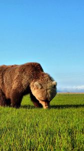 Preview wallpaper bear, walk, grass, brown