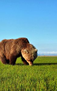 Preview wallpaper bear, walk, grass, brown