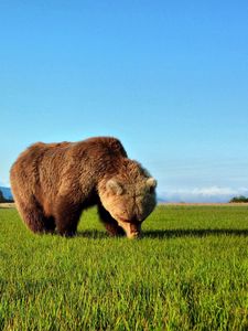 Preview wallpaper bear, walk, grass, brown