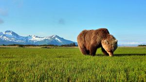 Preview wallpaper bear, walk, grass, brown