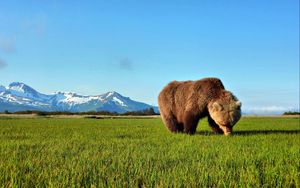 Preview wallpaper bear, walk, grass, brown