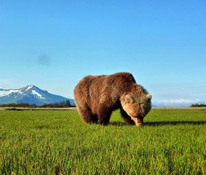 Preview wallpaper bear, walk, grass, brown