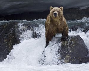 Preview wallpaper bear, water, current, stones