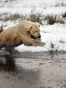 Preview wallpaper bear, water, river, grass