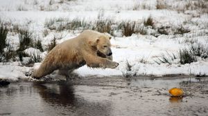 Preview wallpaper bear, water, river, grass